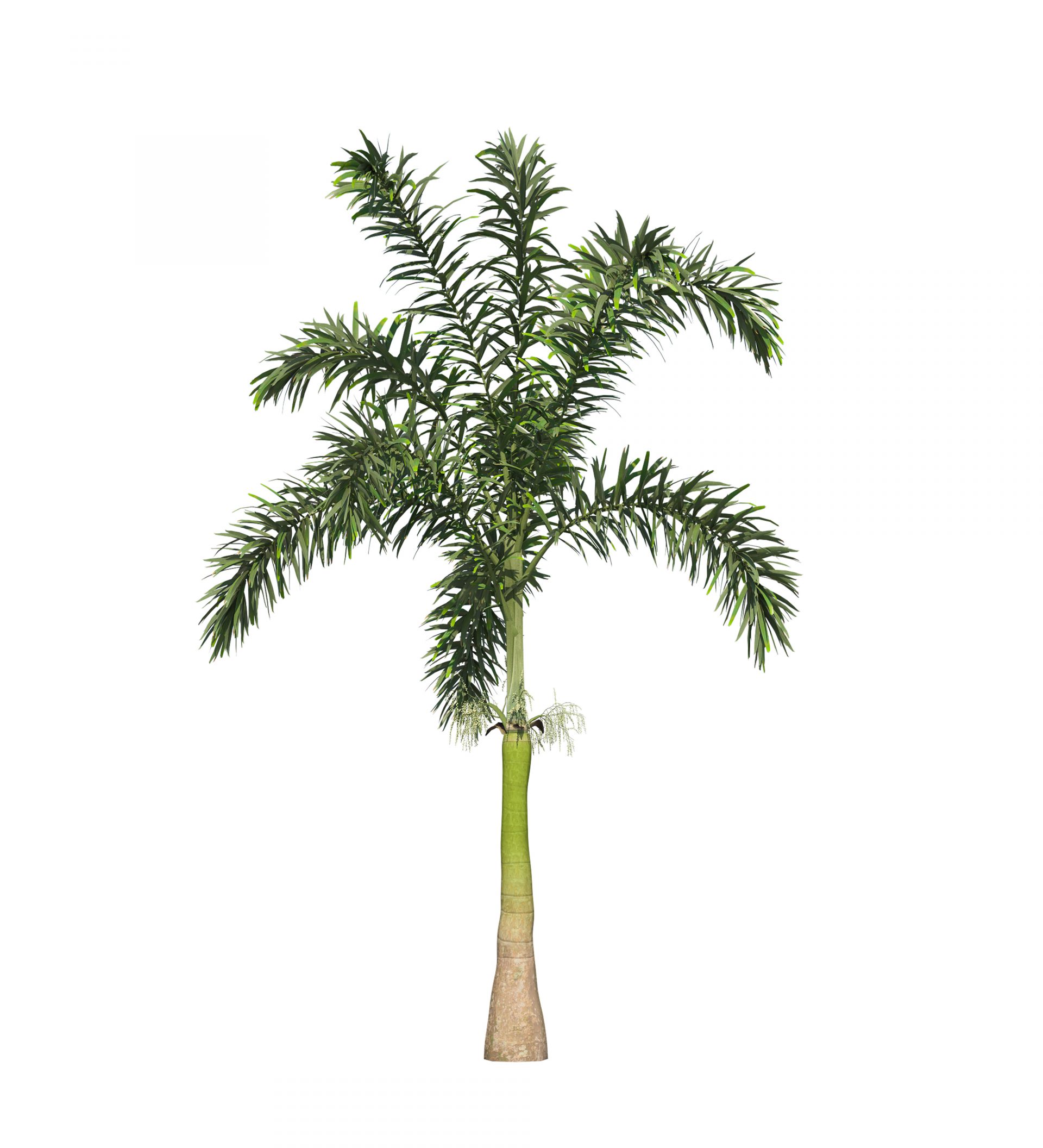 foxtail-palm-png