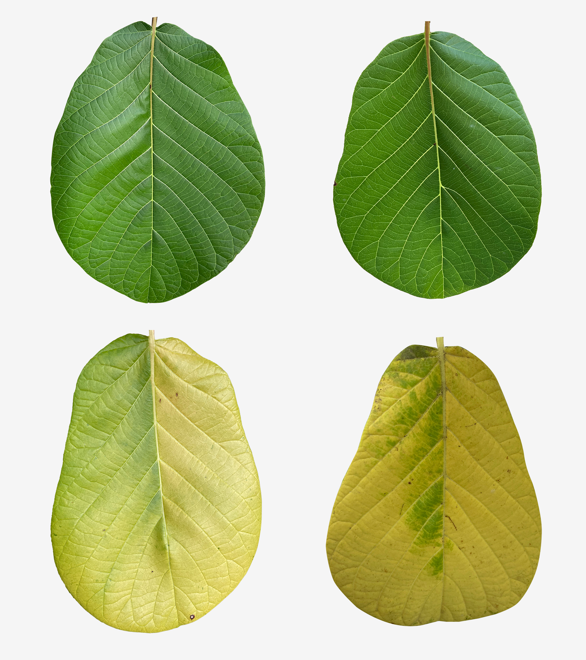 realistic-guettarda-speciosa-tree-leaf-texture